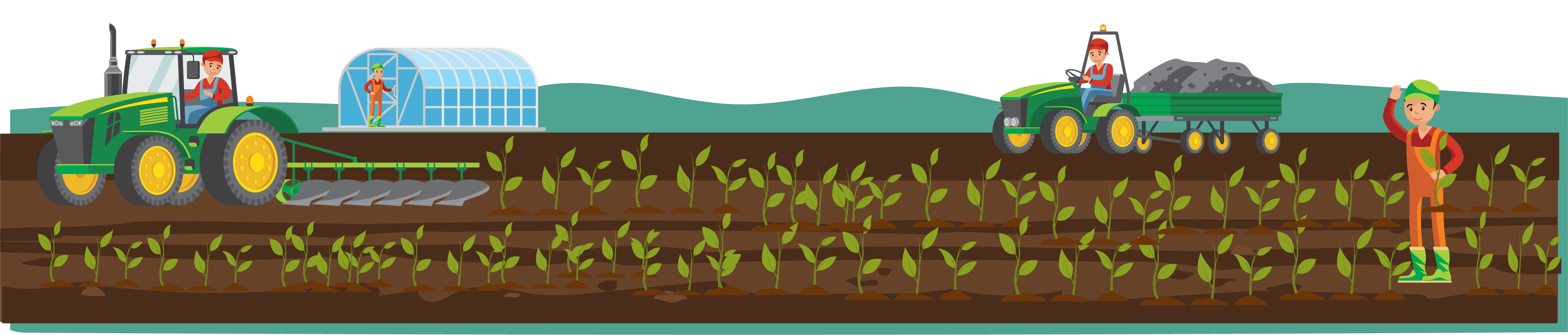 Decorative grass