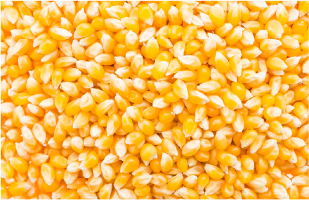 Maize