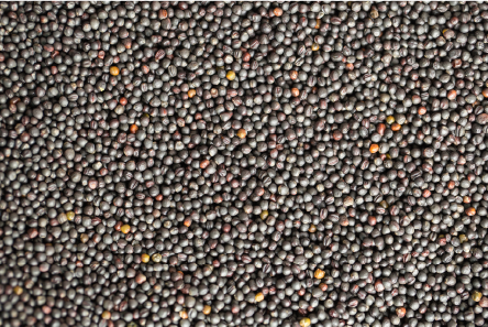 Rape seeds