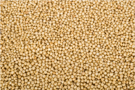 Sorghum