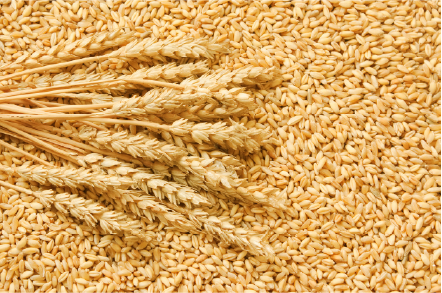 Wheat